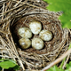 Image for article titled Live Feed Of Baby Eagles Hatching Right. Now.